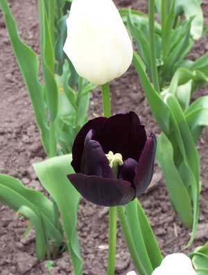 Black Tulips in Queen Victoria Park
