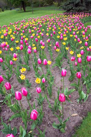 Tulips in Queen Victoria Park