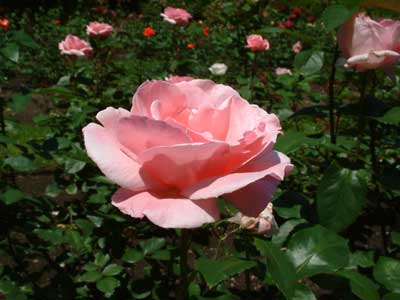 Roses in Queen Victoria Park