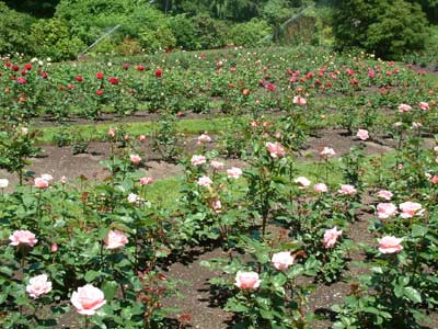 Roses in Queen Victoria Park