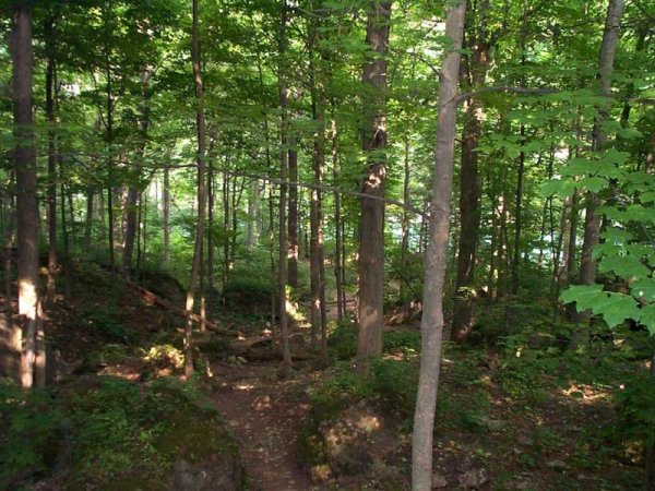 Niagara Glen Nature Area 09