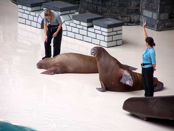 Marineland in Summer 2006 019