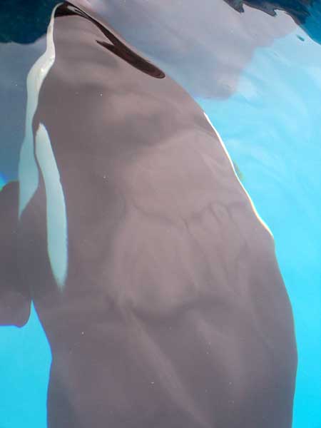 Marineland in Summer 2006 050