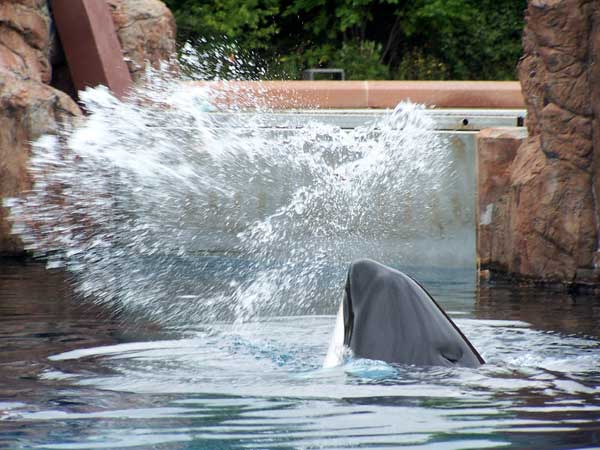 Marineland in Summer 2006 053