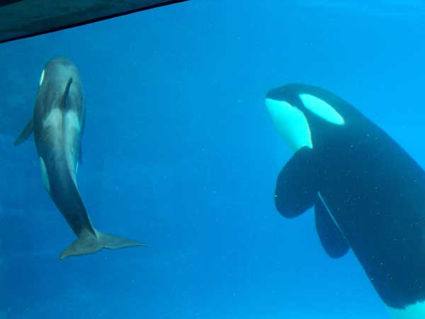 Marineland in Summer 2006 070