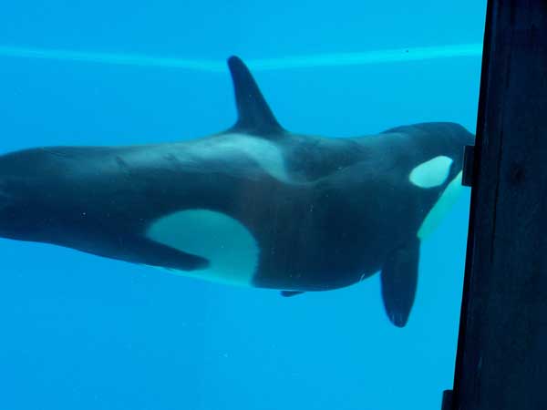 Marineland in Summer 2006 072