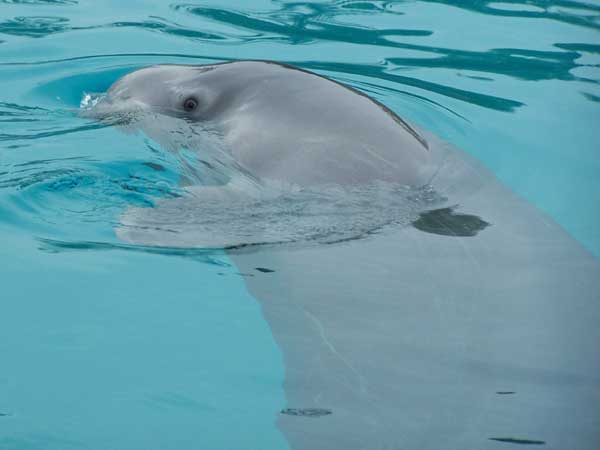 Marineland in Summer 2006 084