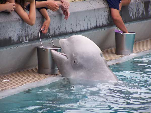 Marineland in Summer 2006 088