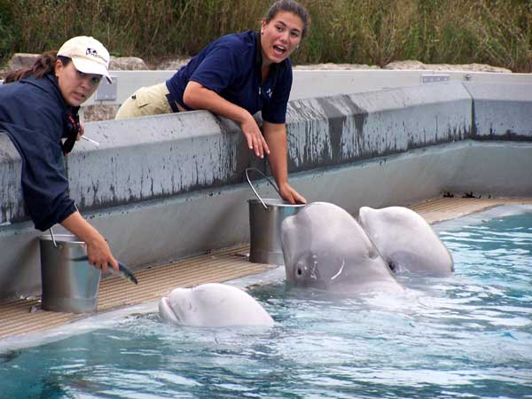 Marineland in Summer 2006 090