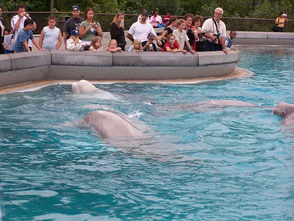 Marineland in Summer 2006 094