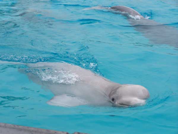 Marineland in Summer 2006 095