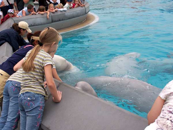 Marineland in Summer 2006 100