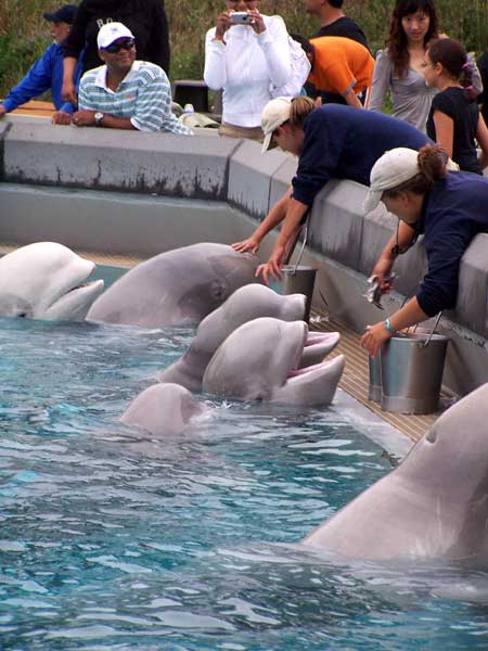 Marineland in Summer 2006 104