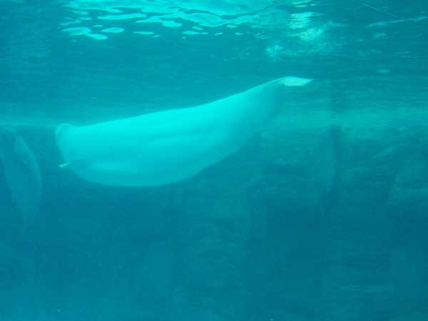 Marineland in Summer 2006 108