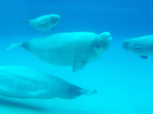 Marineland in Summer 2006 110