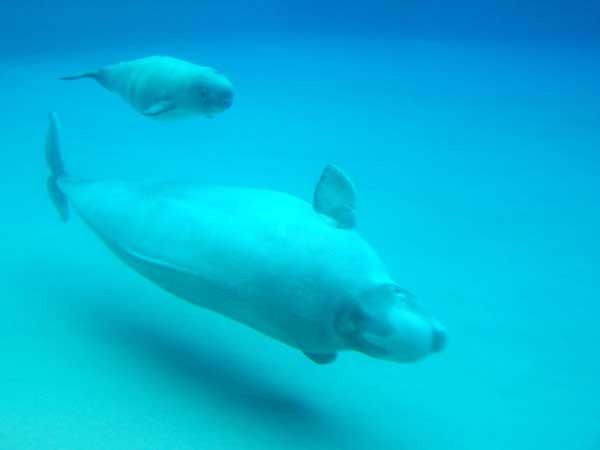 Marineland in Summer 2006 112