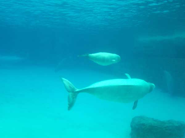 Marineland in Summer 2006 117