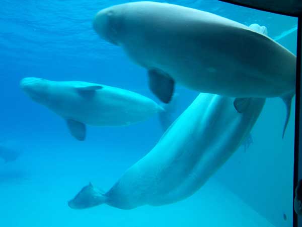 Marineland in Summer 2006 119