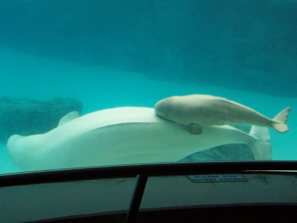 20070723 Baby Beluga 03