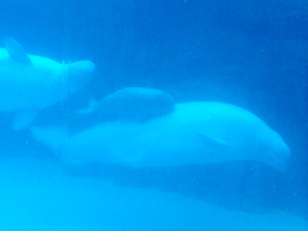 20070723 Baby Beluga 05