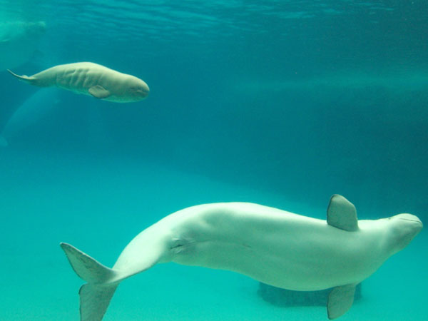 20070723 Baby Beluga 06