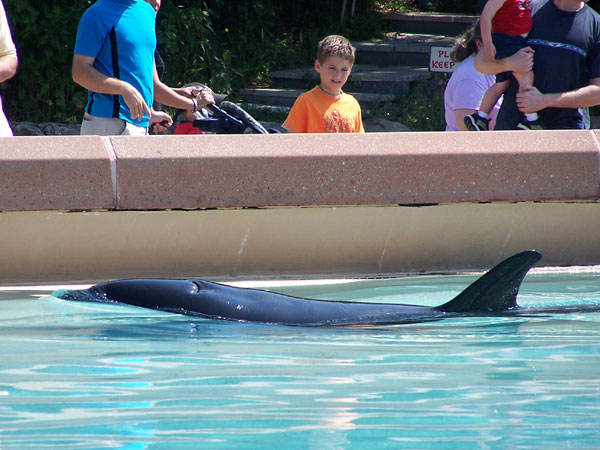 Summer 2007 Orca Whale Splash Show 02