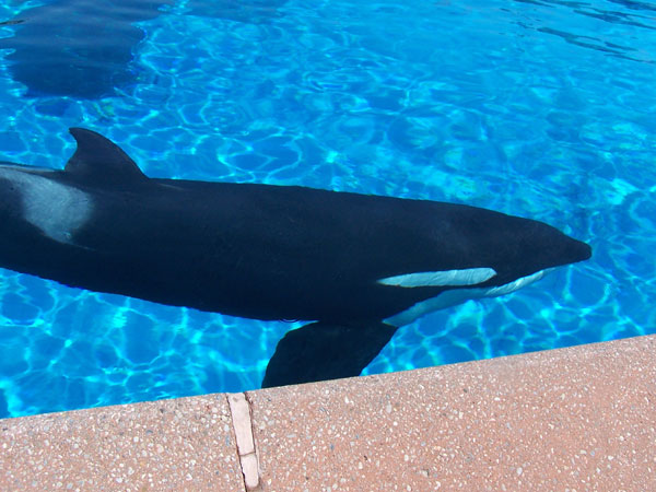 Summer 2007 Orca Whale Splash Show 10