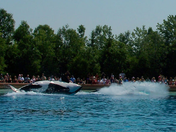 Summer 2007 Orca Whale Splash Show 24