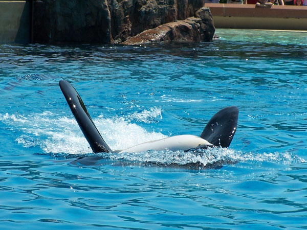 Summer 2007 Orca Whale Splash Show 31