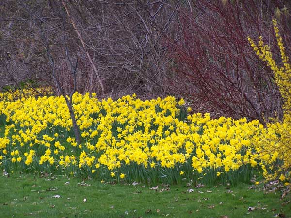 Niagara Falls in Spring 2008 09