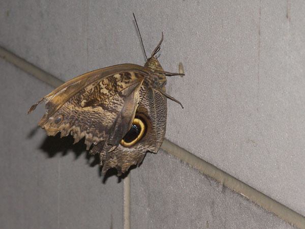 Butterfly Conservatory in Winter 2007 02