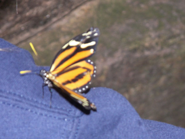 Butterfly Conservatory in Winter 2007 11