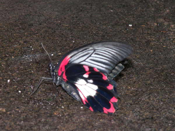 Butterfly Conservatory in Winter 2007 13