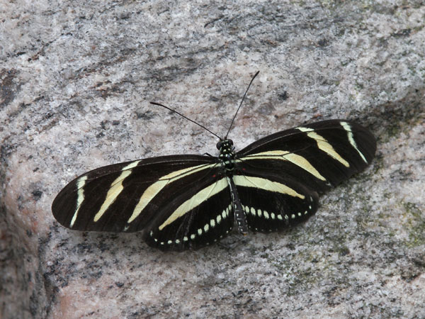 Butterfly Conservatory in Winter 2007 22