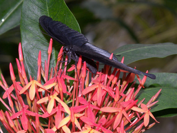 Butterfly Conservatory in Winter 2007 24