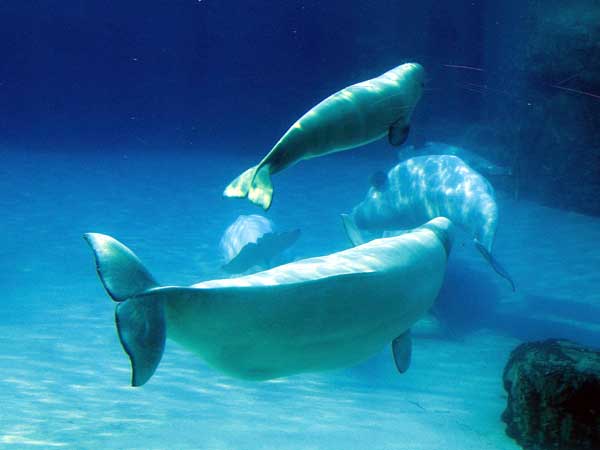 Marineland in Summer 2008 04