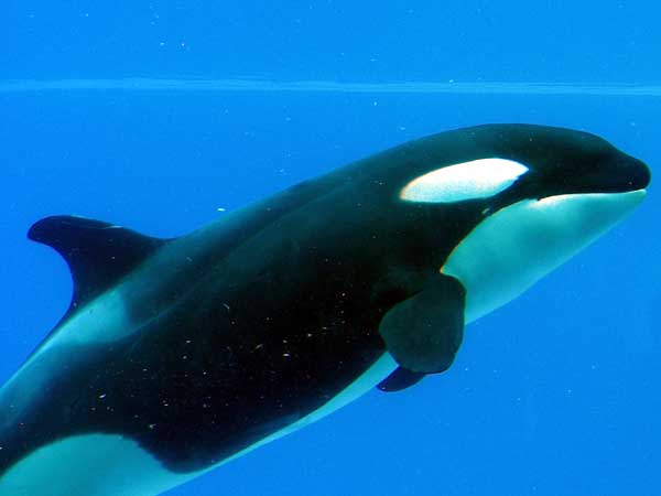 Marineland in Summer 2008 10