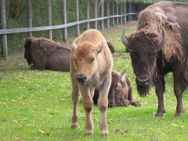 Marineland in Summer 2008 15