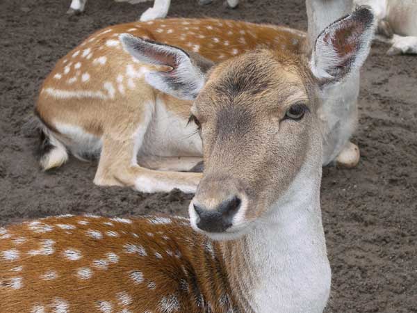 Marineland in Summer 2008 18