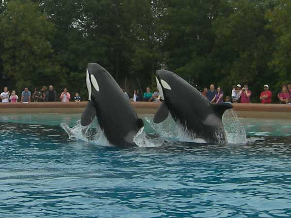 Marineland in Summer 2008 21
