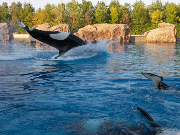 Marineland in Summer 2008 27