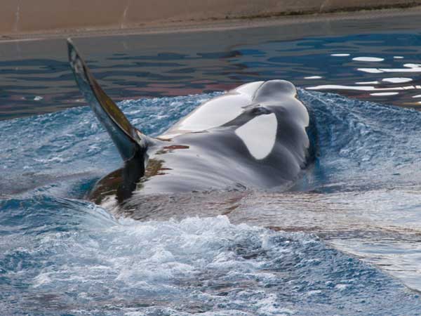 Marineland in Summer 2008 28