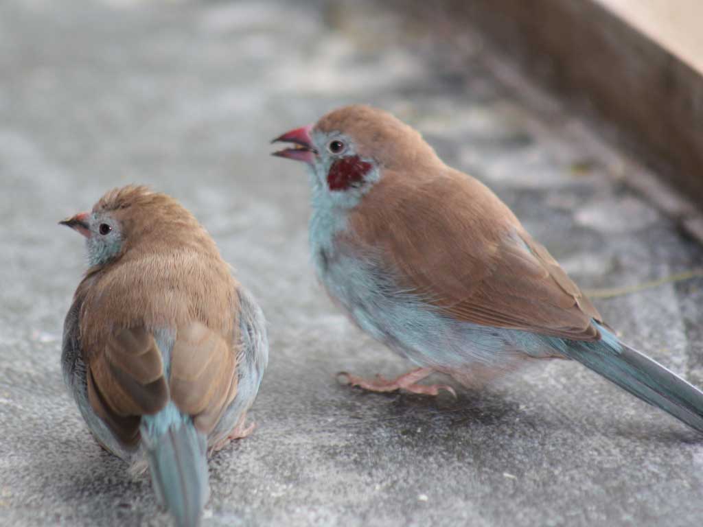 Bird Kingdom in Summer 2009 17