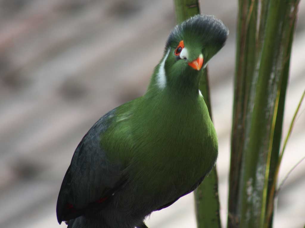 Bird Kingdom in Summer 2009 34
