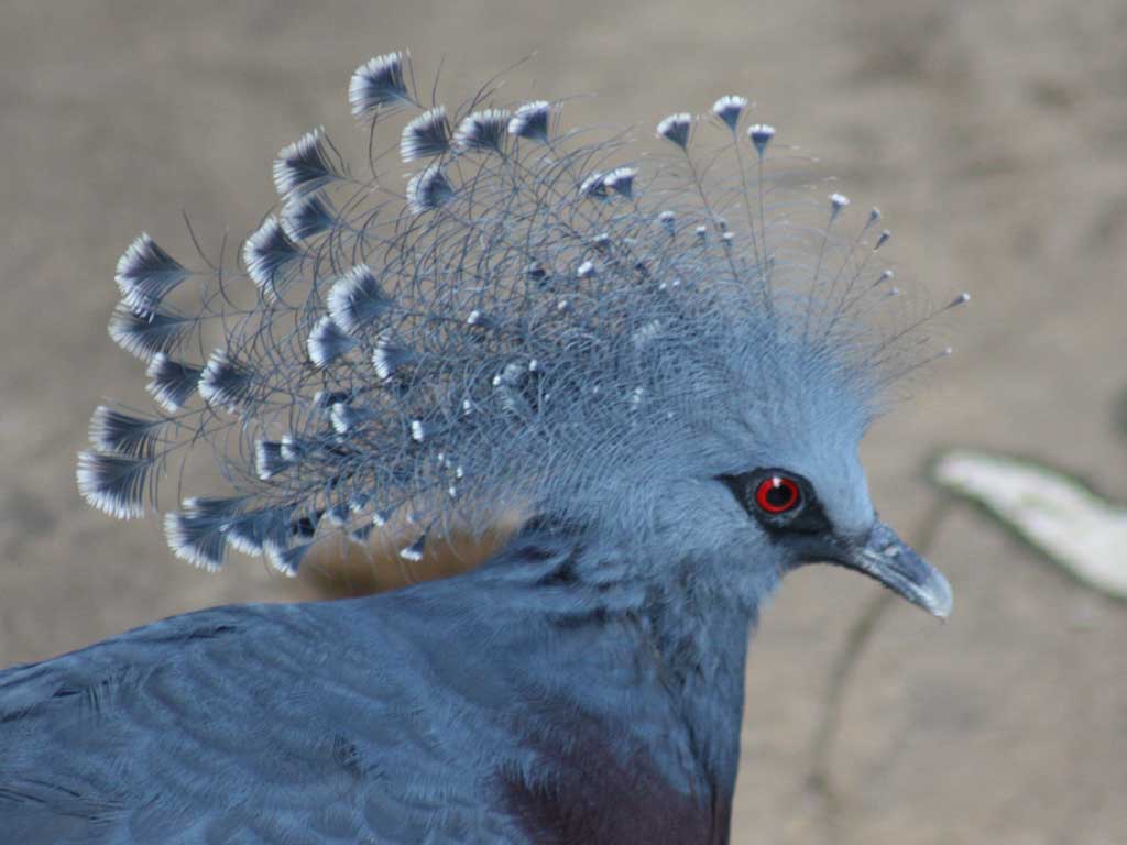 Bird Kingdom in Summer 2009 41