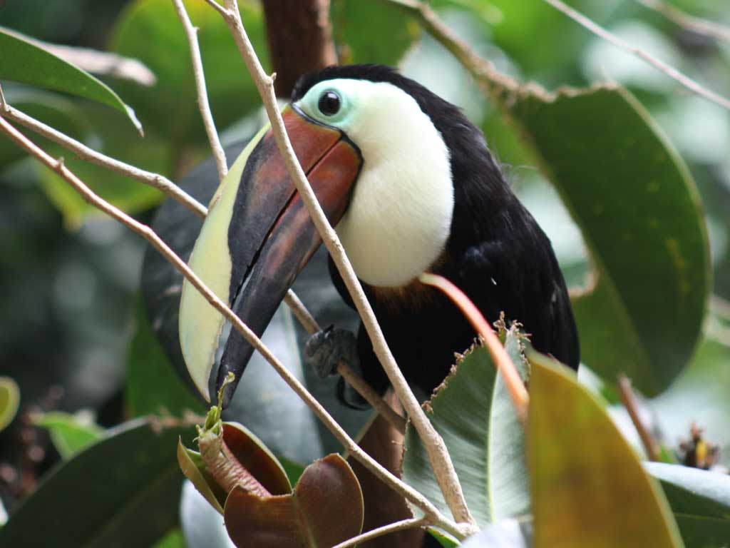 Bird Kingdom in Summer 2009 42