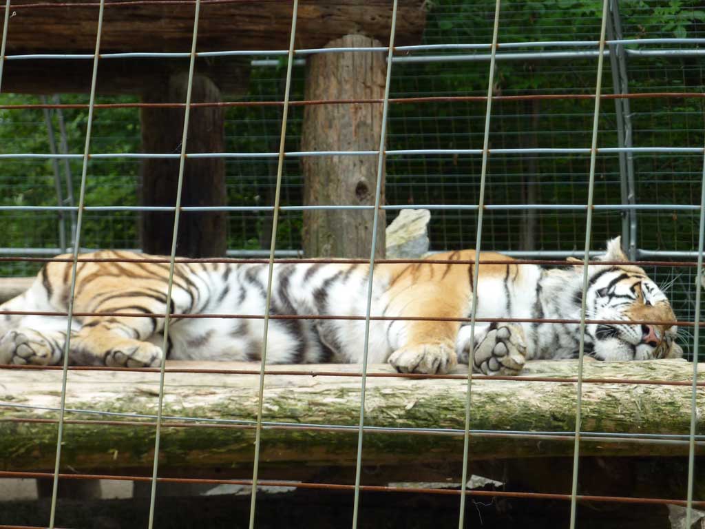 Safari Niagara in Summer 2010 32