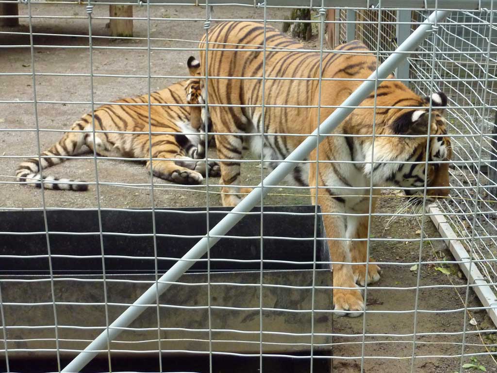 Safari Niagara in Summer 2010 34