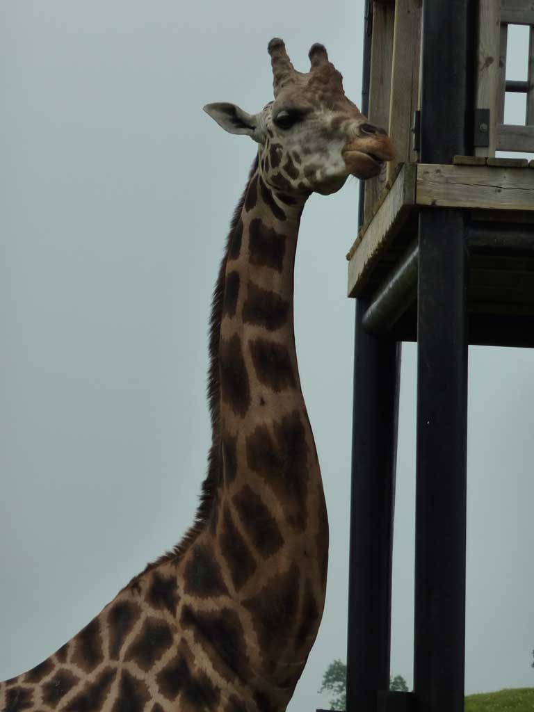 Safari Niagara in Summer 2010 36