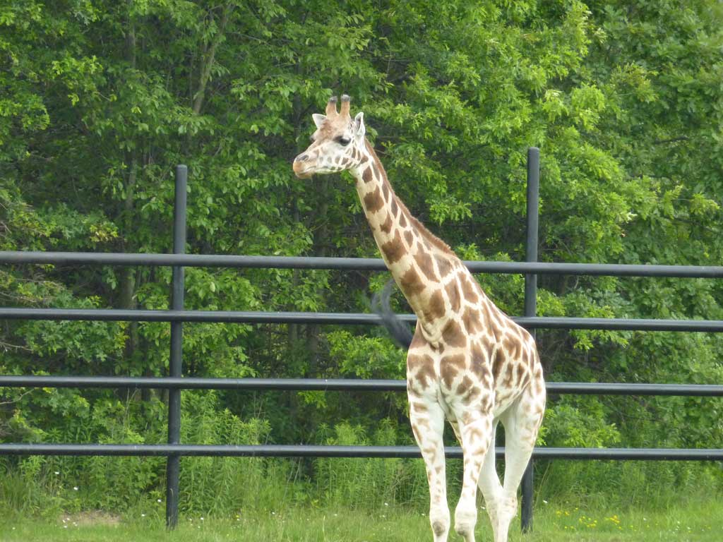 Safari Niagara in Summer 2010 37